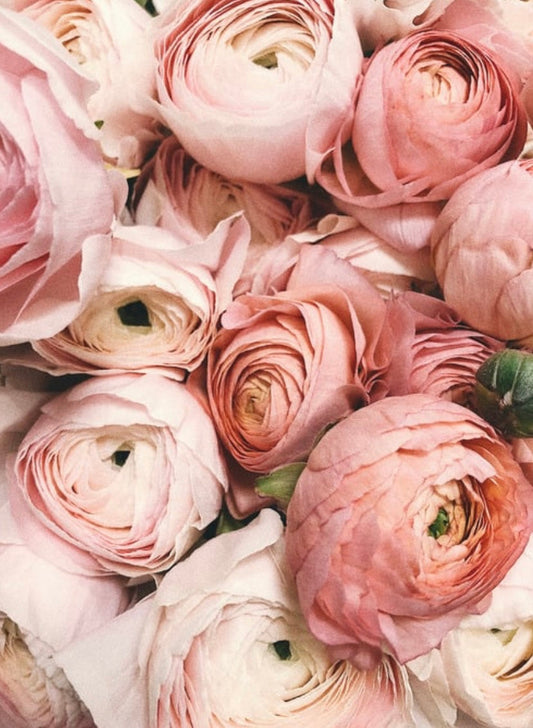 The Best Way to Start Ranunculus & Anemone Corms