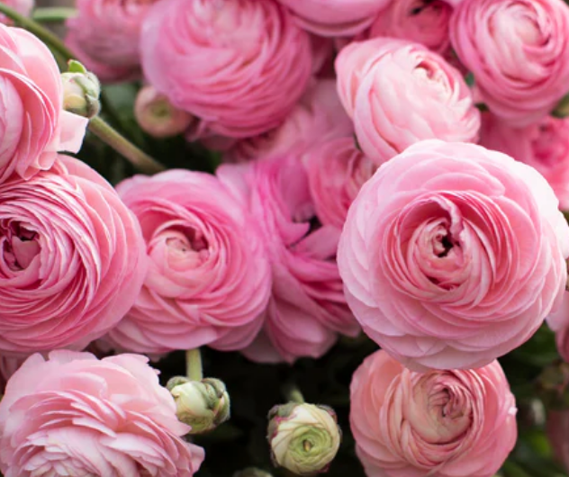 Ranunculus Subscription