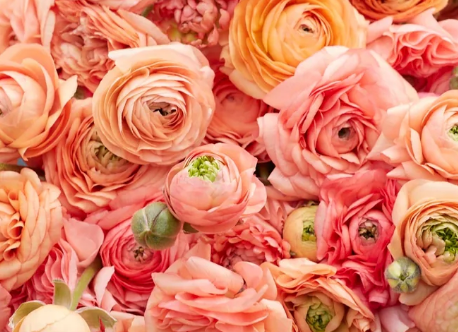 Spring Sunshine Ranunculus Bunch