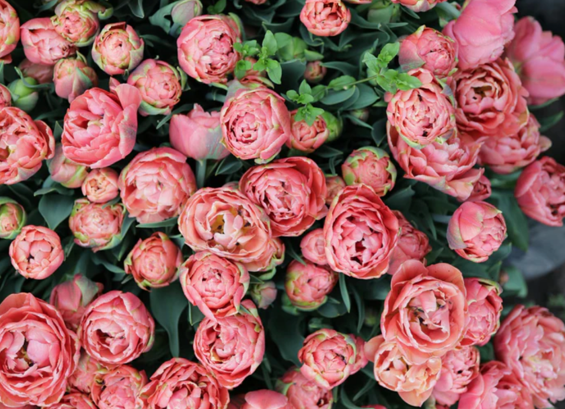 Spring Tulip & Narcissus Subscription