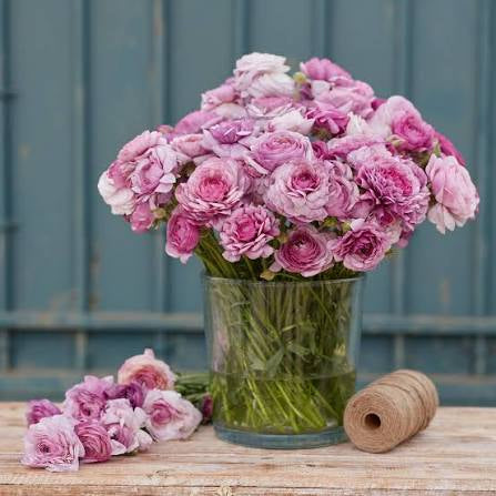 Ranunculus Corms