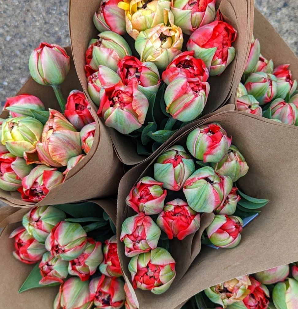 Spring Tulip & Narcissus Subscription