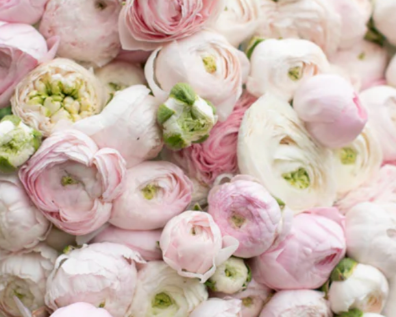 Ranunculus Subscription