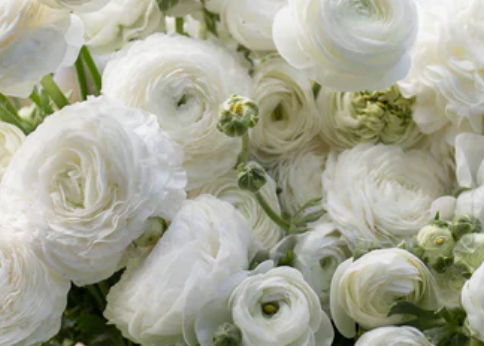 Ranunculus Subscription