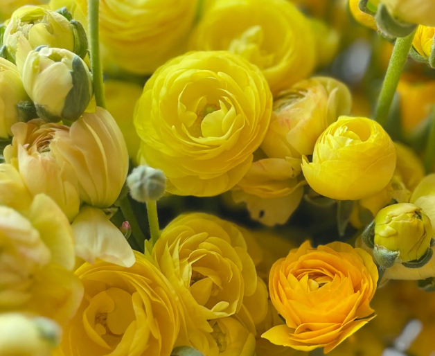 Ranunculus Subscription