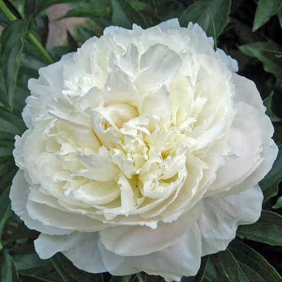 Peony Roots