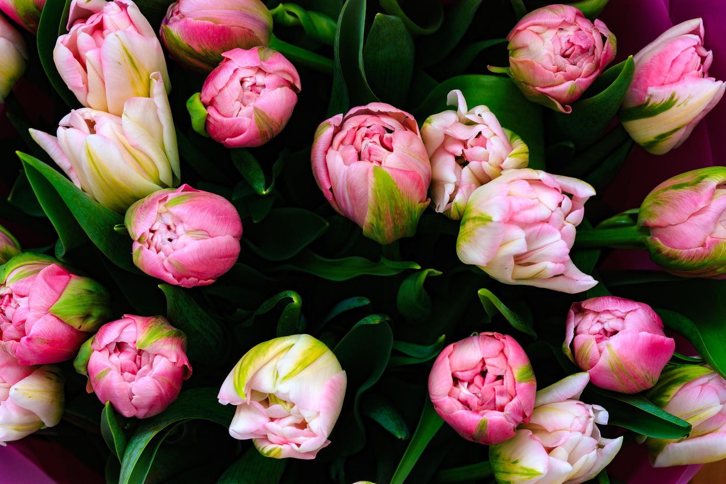 Spring Tulip & Narcissus Subscription