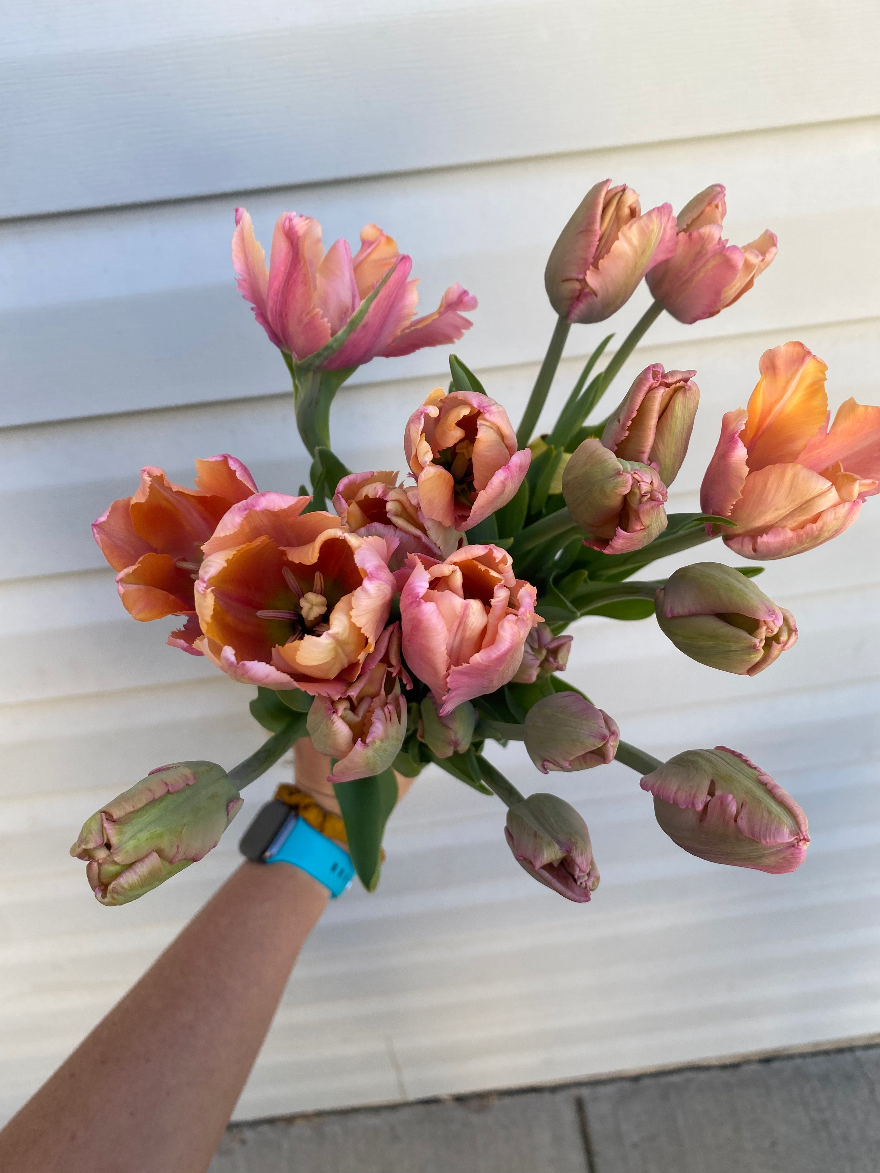 Spring Tulip & Narcissus Subscription – Prairie Lane Flowers