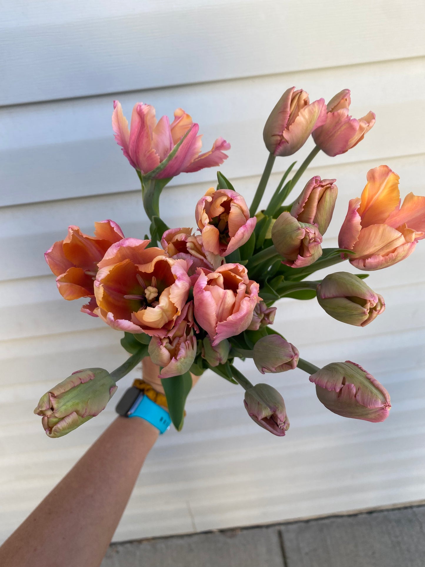 Spring Tulip & Narcissus Subscription