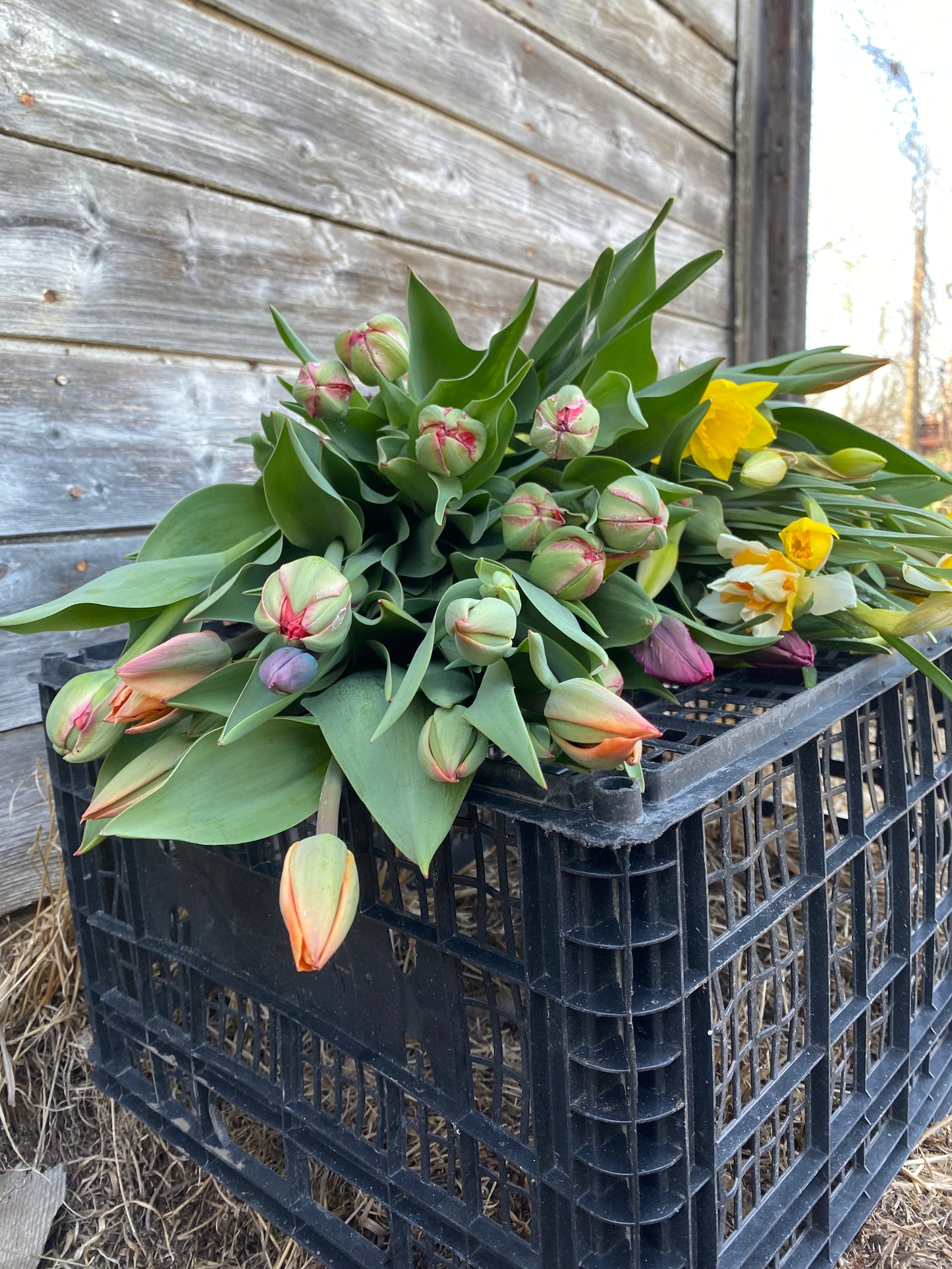 Spring Tulip & Narcissus Subscription