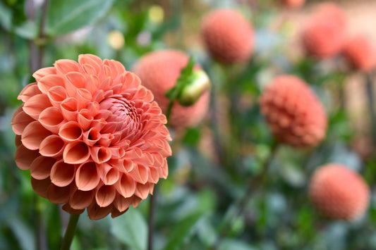 U-Pick Flower Farm Experience