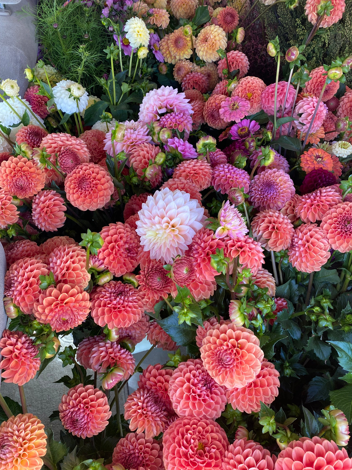 Dahlia Cornel Bronze