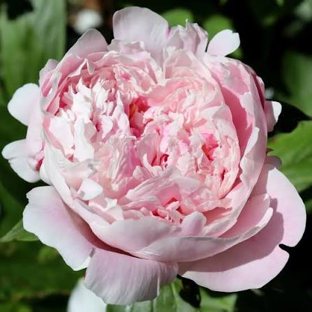Peony Roots