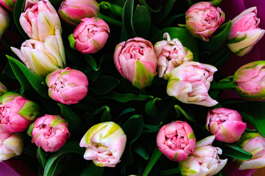 Spring Tulip & Narcissus Subscription